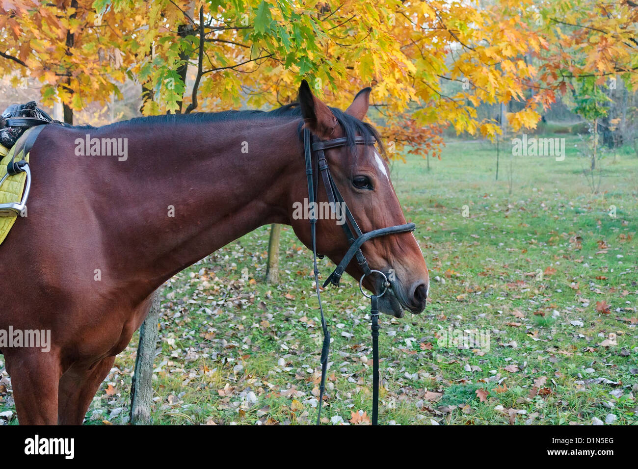 Rotes Pferd im Herbst park Stockfoto