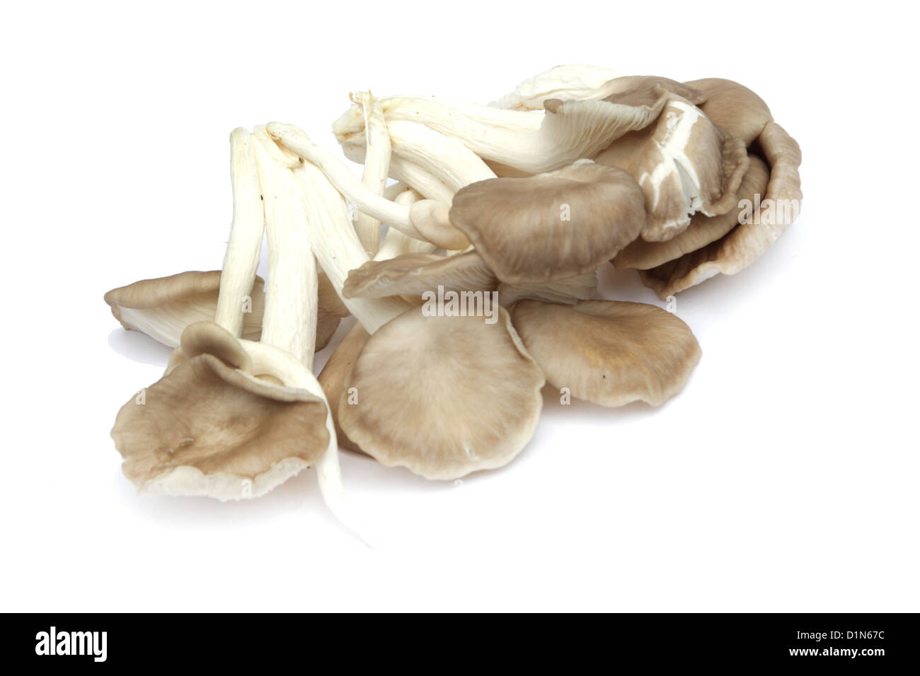 Austernpilz Stockfoto