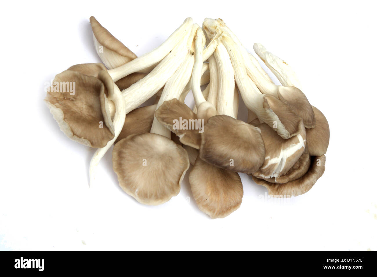 Austernpilz Stockfoto