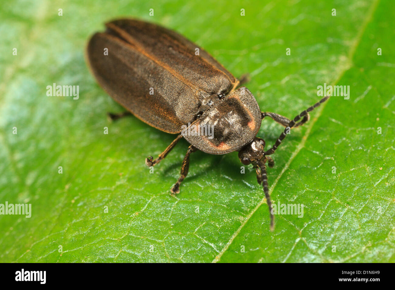 Winter-Firefly (Ellychnia Corrusca) auf Blatt. Stockfoto