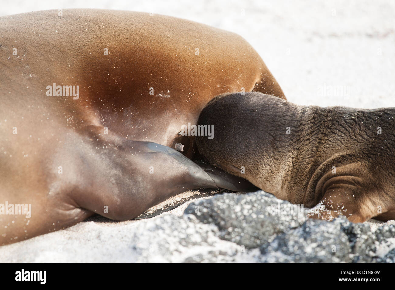 Sea Lion Cub die Zitze saugen Stockfoto