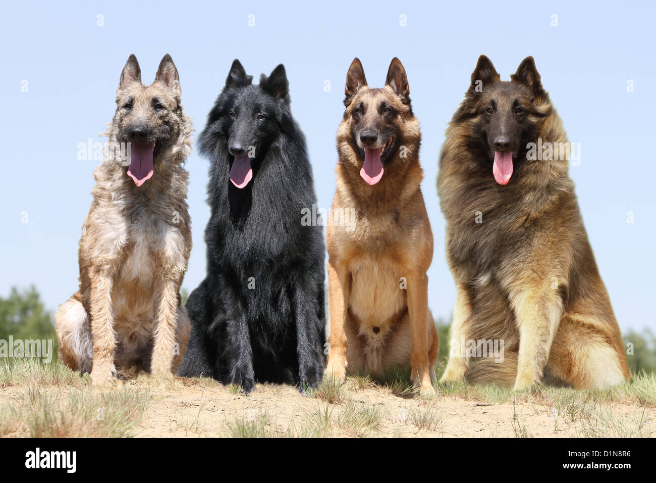 Hund vier belgischen Schäferhund Laekenois Groenendael Malinois Tervuren, vier Sorten Stockfoto