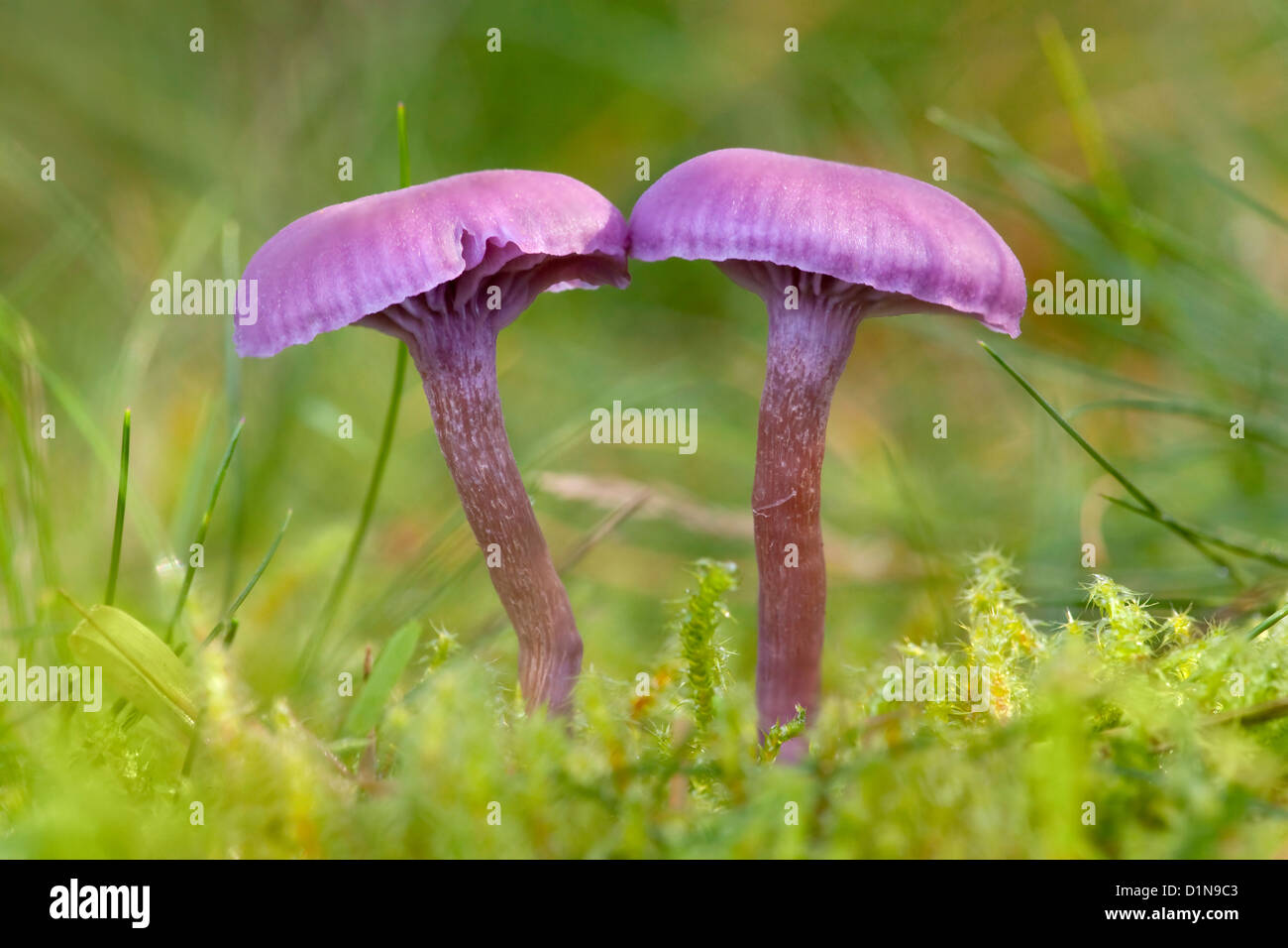 Paar von Amethyst Betrüger Lacktrichterling Amethystina Pilze wachsen in Moos und Rasen. Diffusem Hintergrund. Stockfoto