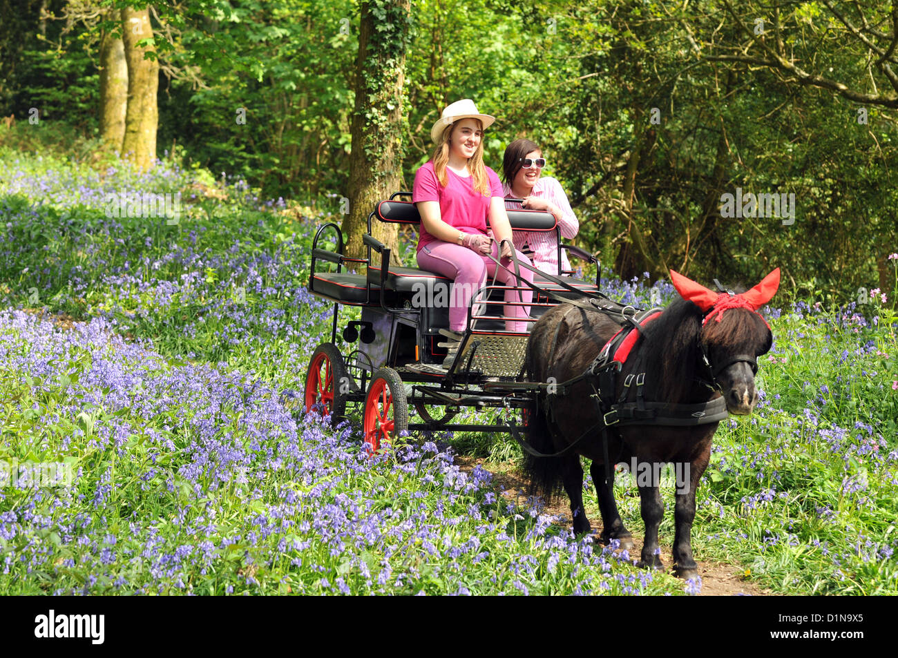 Pony und Wagen fahren in der englischen Landschaft, UK Stockfoto