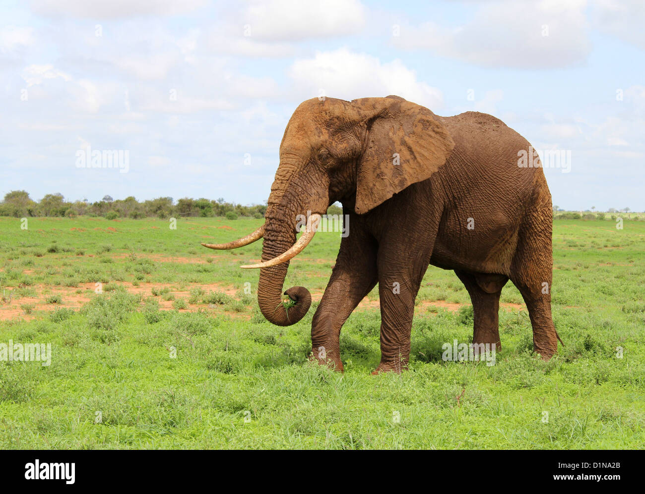 Elefant, Afrikanischer Elefant, Tsavo East Nationalpark, Kenia, Afrika Stockfoto