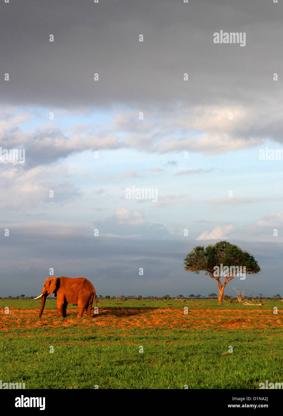 Afrikanischer Elefant, Tsavo East Nationalpark, Kenia, Ostafrika Stockfoto