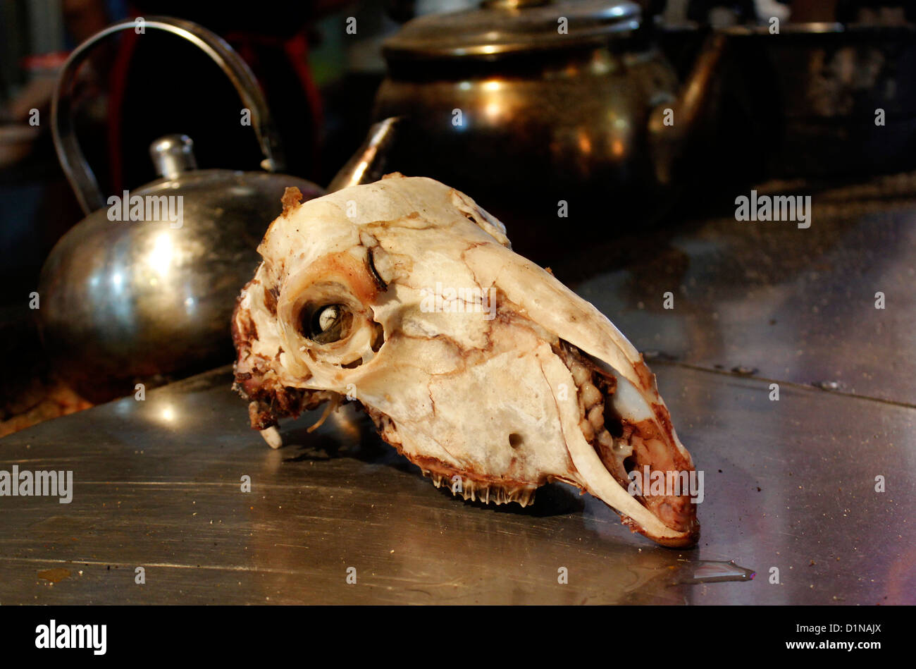 eine tierische Schädel in einem Imbiss-Stand auf dem Dunhuang Nachtmarkt auf der Haupt-Durchgangsstraße, Dong Dajie, Stadtzentrum von Dunhuang, china Stockfoto