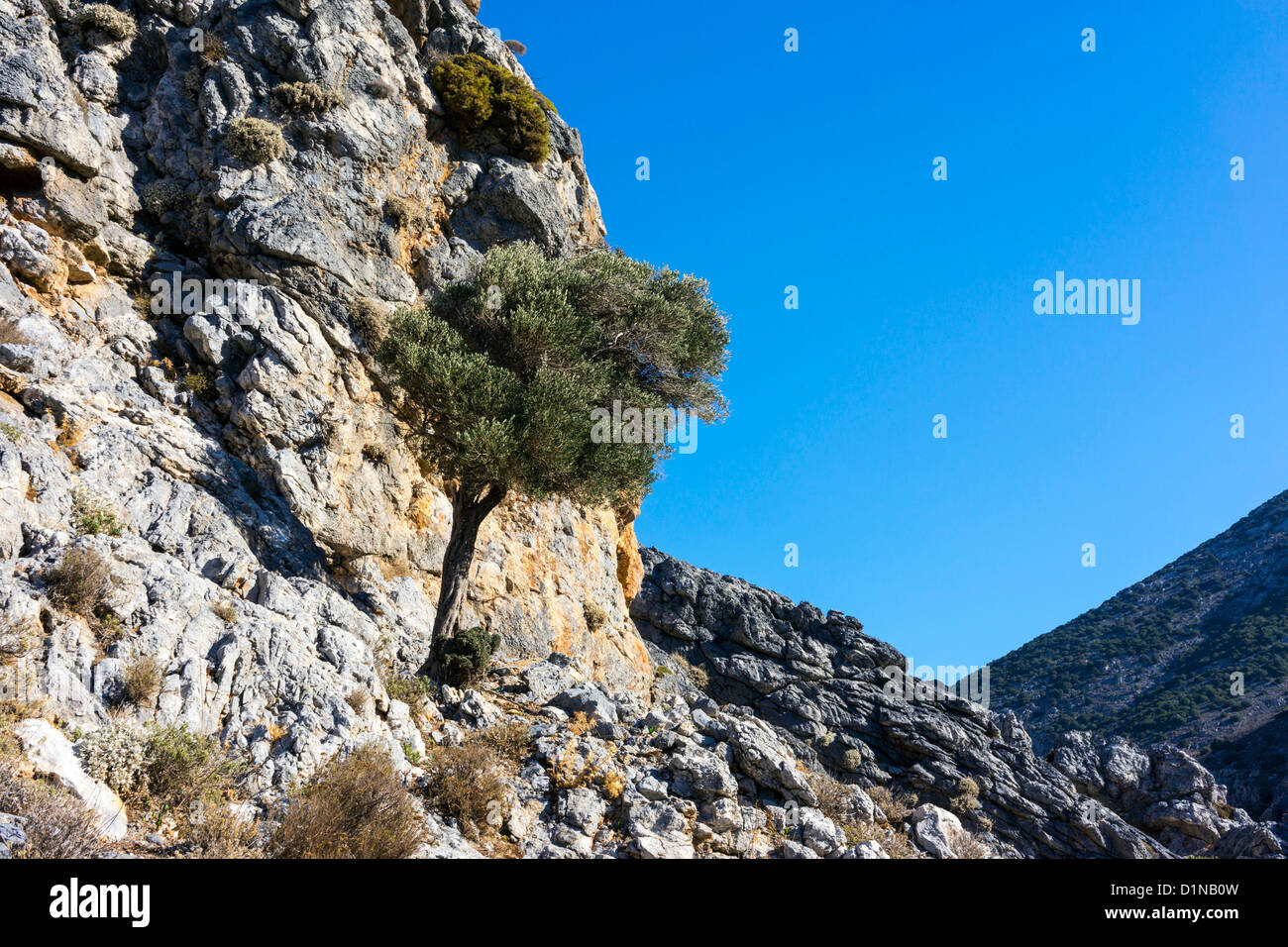 Einsamen Olivenbaum wächst durch die Felswand mit blauem Himmel Stockfoto