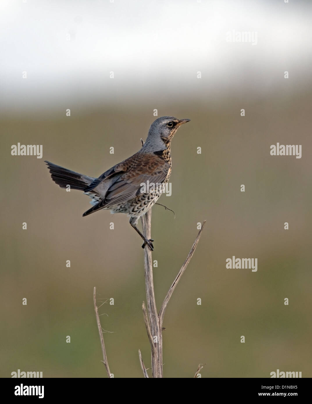Turdus Pilaris thront Wacholderdrossel in Marazion Marsh im Winter in Cornwall Stockfoto