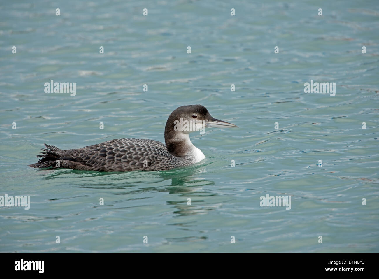 Gavia Immer, Juvenile Great Northern Diver Stockfoto