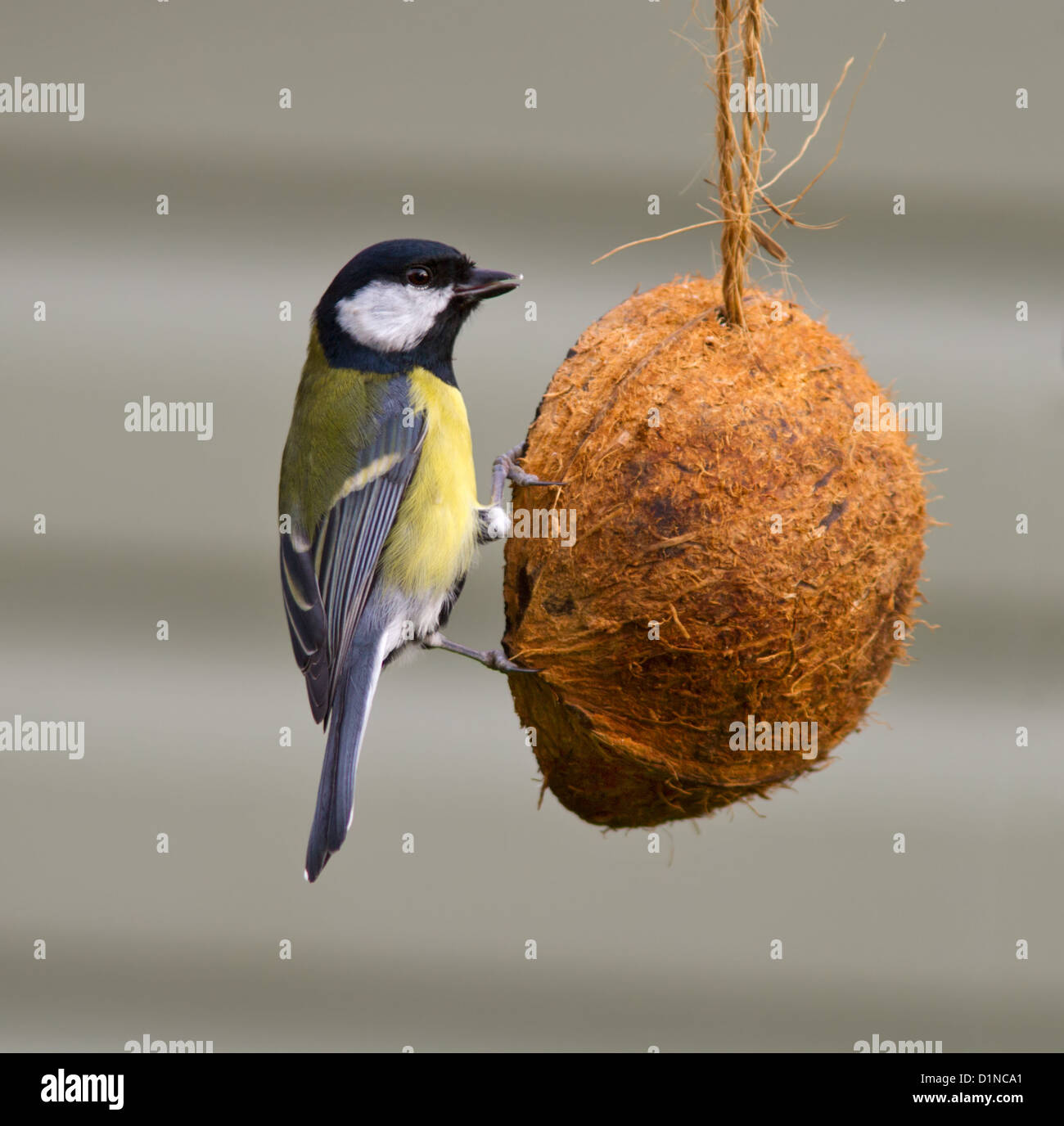 Kohlmeise auf einem feeder Stockfoto Kohlmeise auf einem feeder Stockfoto