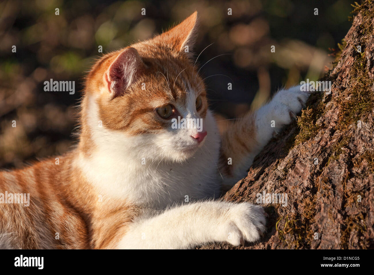 Junge Ingwer und weiße Katze in einem Baum suchen Stockfoto