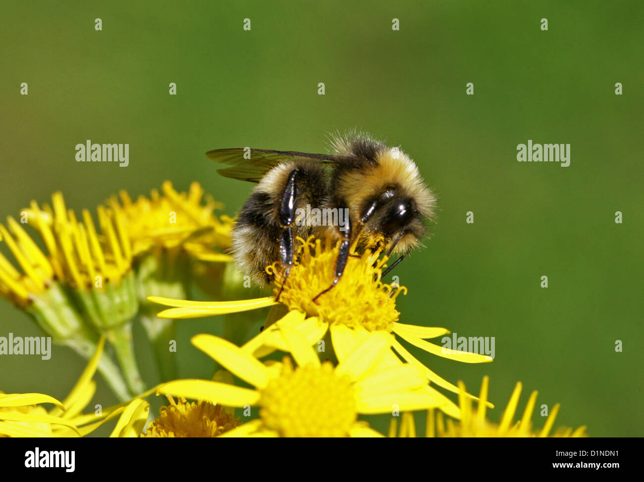 Garten-Hummel, Bombus Hortorum, Apinae, Apidae, Apoidea, Taillenwespen, Hymenoptera. Männlich. Stockfoto