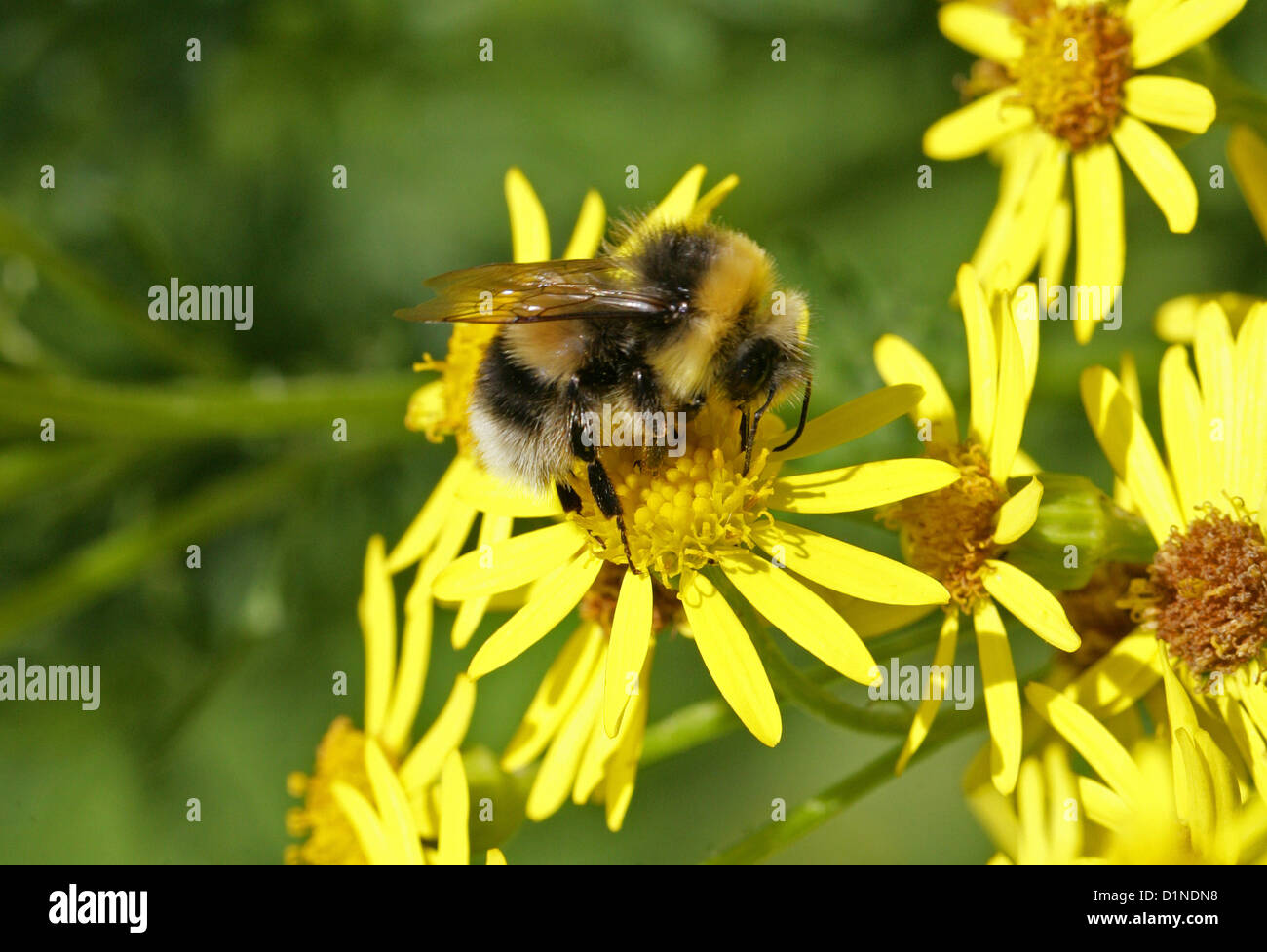 Garten-Hummel, Bombus Hortorum, Apinae, Apidae, Apoidea, Taillenwespen, Hymenoptera. Männlich. Stockfoto