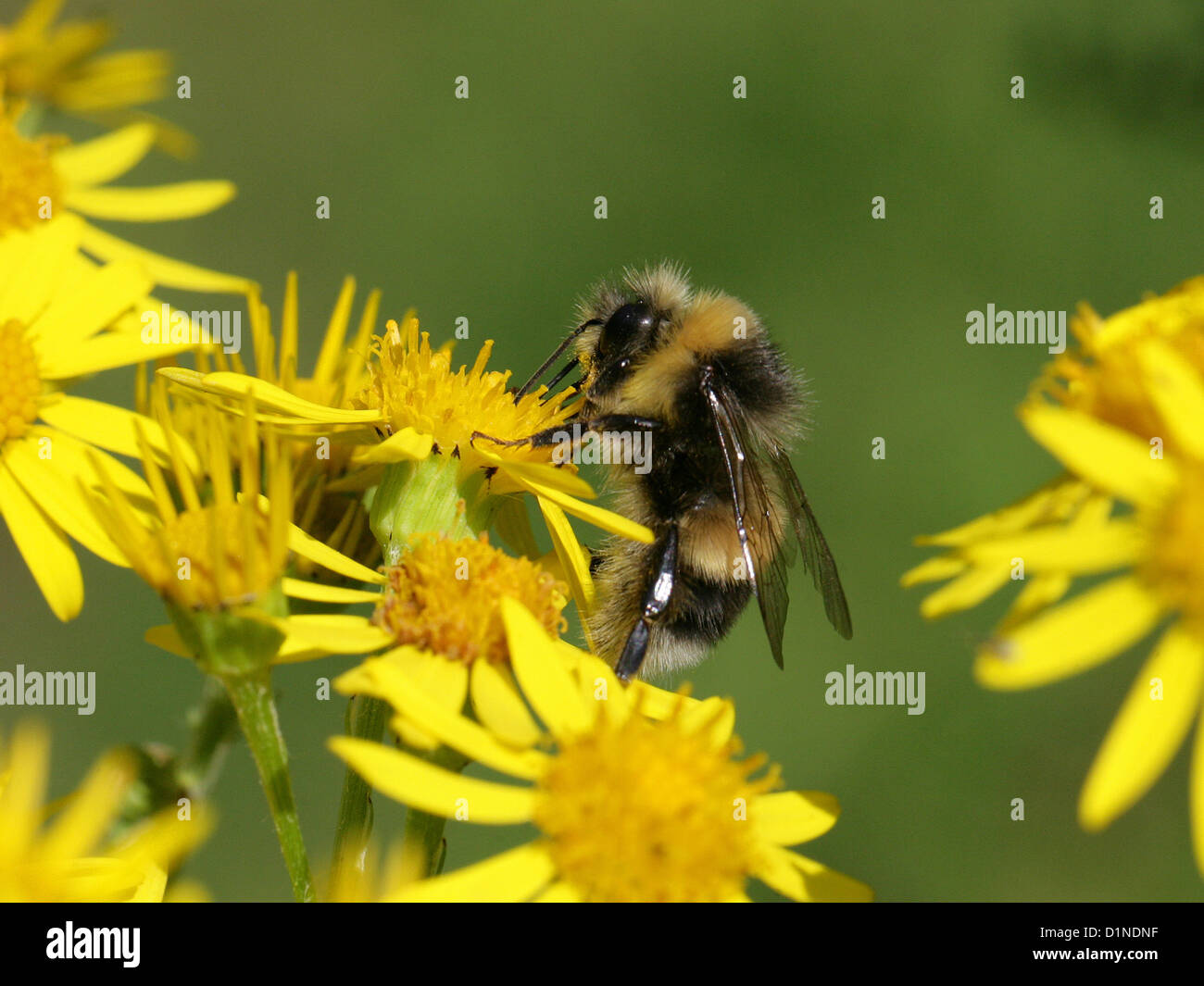 Garten-Hummel, Bombus Hortorum, Apinae, Apidae, Apoidea, Taillenwespen, Hymenoptera. Männlich. Stockfoto