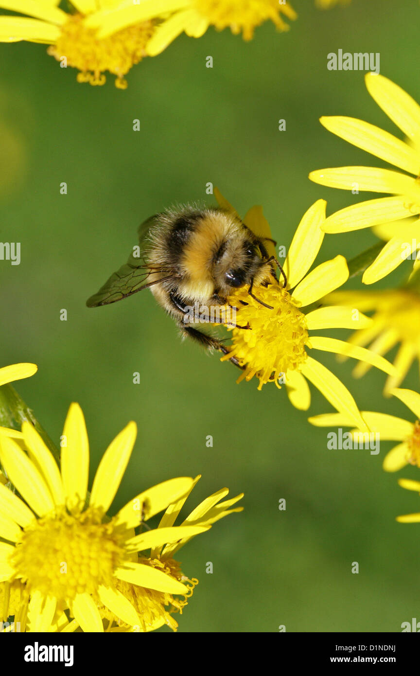 Garten-Hummel, Bombus Hortorum, Apinae, Apidae, Apoidea, Taillenwespen, Hymenoptera. Männlich. Stockfoto