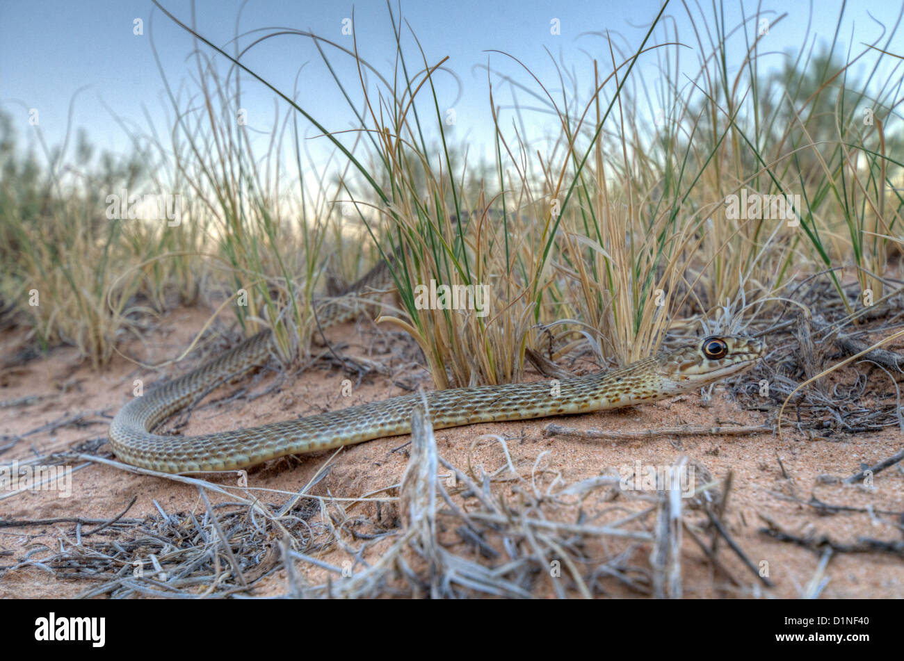 Westlichen Abschreckung, (Coluber Flagellum Testaceus), Valencia co., New Mexico, USA. Stockfoto