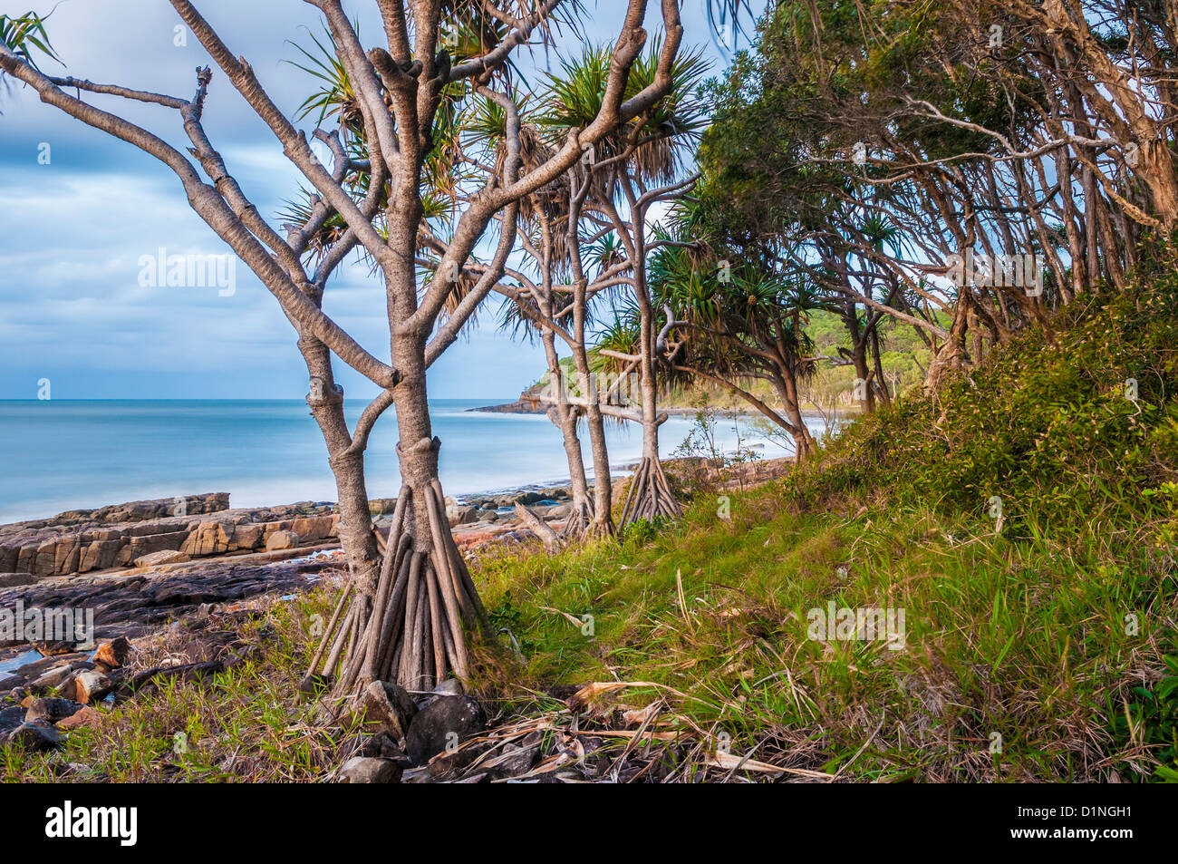 Pandanus-Bäume bei Dämmerung, Noosa, Sunshine Coast, Queensland, Australien Stockfoto