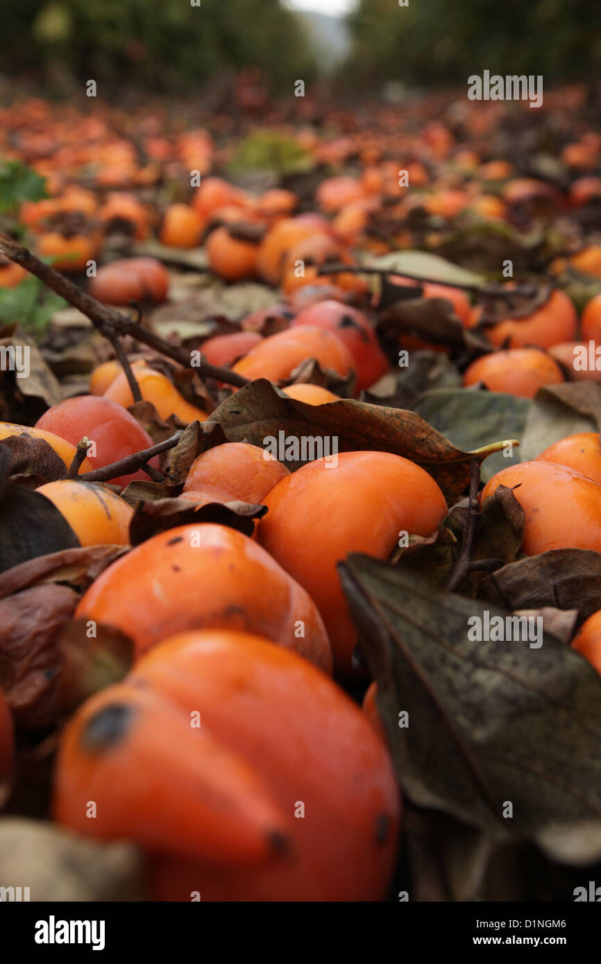 undurchsucht Persimmon Obstbäumen in einer Plantage Bilder aus dem Monat Dezember in Israel Stockfoto
