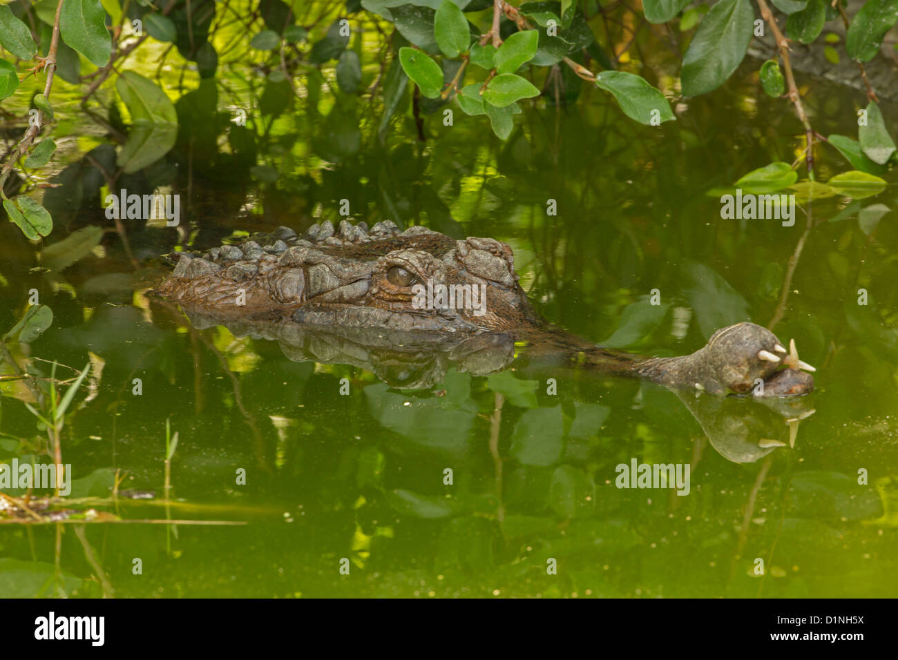 Sundagavial Fotos und Bildmaterial in hoher Auflösung Alamy