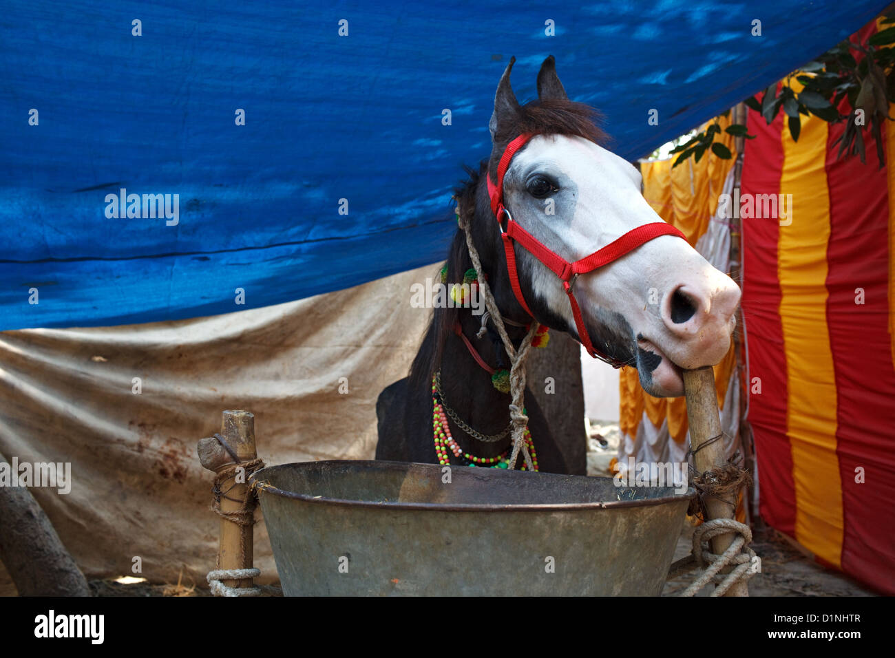 VERKAUFSPFERD am Viehmarkt Sonepur Mela, Bihar, Indien Stockfoto