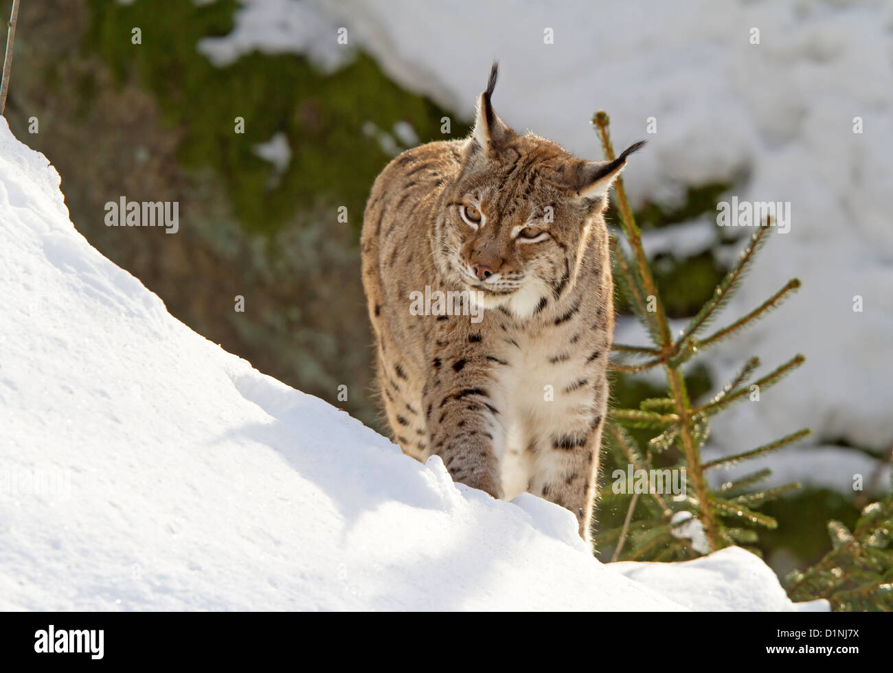 Luchs im Schnee / Lynx Lynx Stockfoto