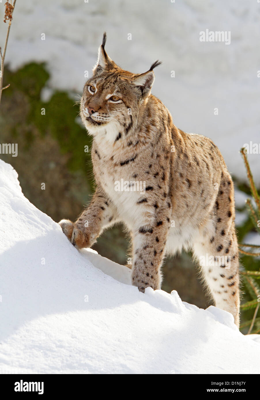Luchs im Schnee / Lynx Lynx Stockfoto