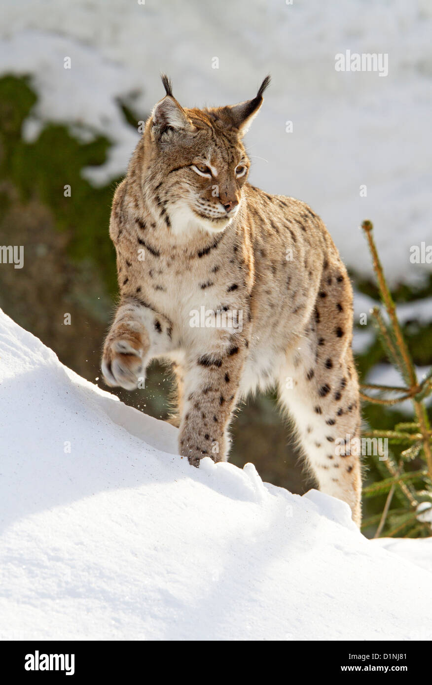 Luchs im Schnee / Lynx Lynx Stockfoto