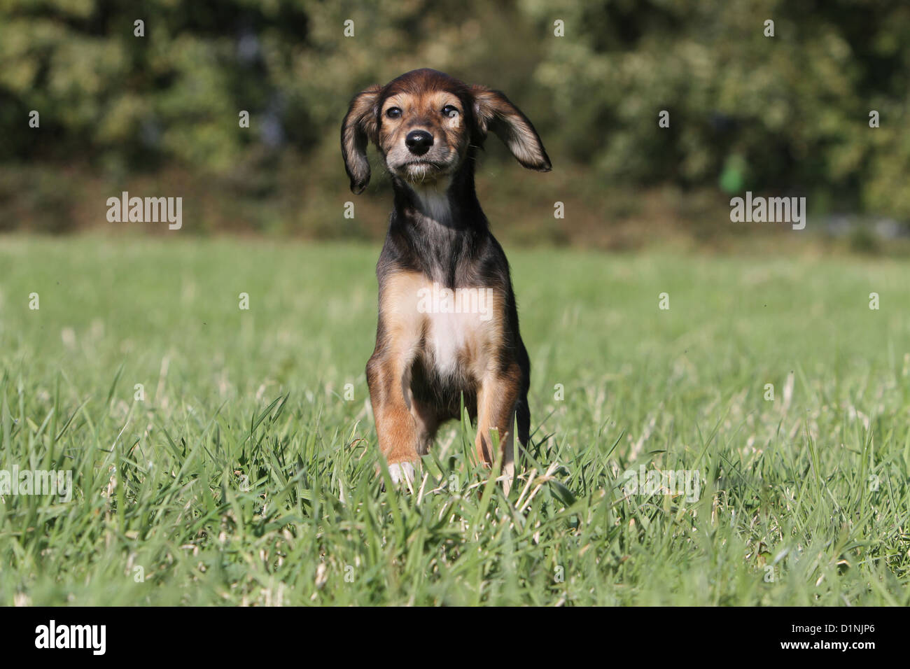 Saluki Hund / persische Windhund Welpen stehen Gesicht Stockfoto