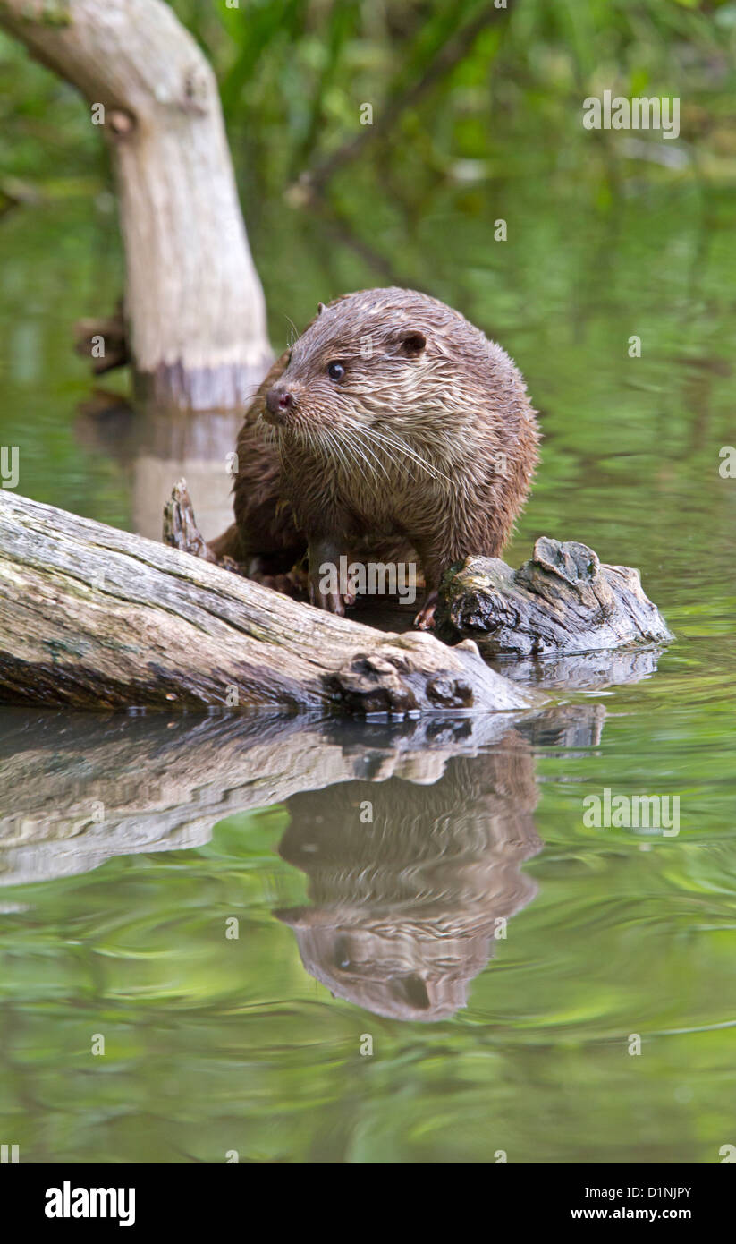 Europäische Otter / Lutra Lutra Stockfoto