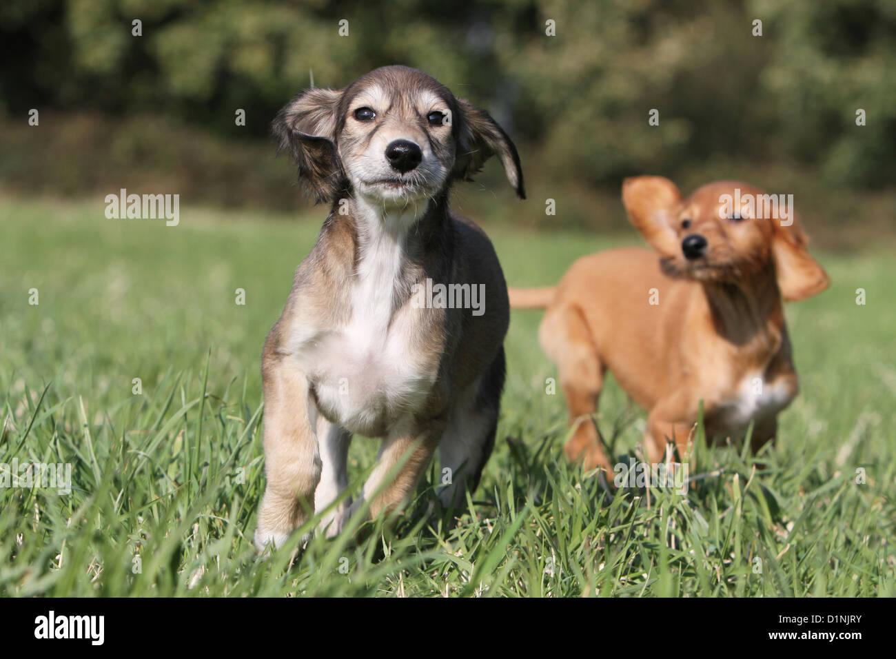 Saluki Hund / persische Windhund zwei Welpen laufen auf einer Wiese Stockfoto