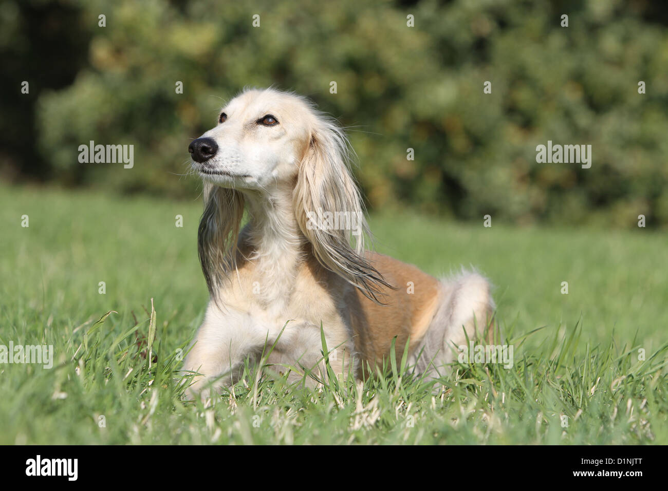 Saluki Hund / persische Windhund Erwachsenen auf einer Wiese liegen Stockfoto