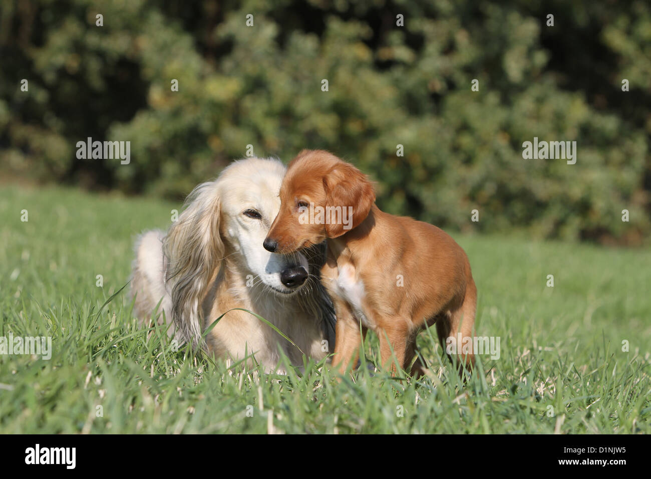 Saluki Hund / persische Windhund Erwachsene und Welpen in einer Wiese Stockfoto