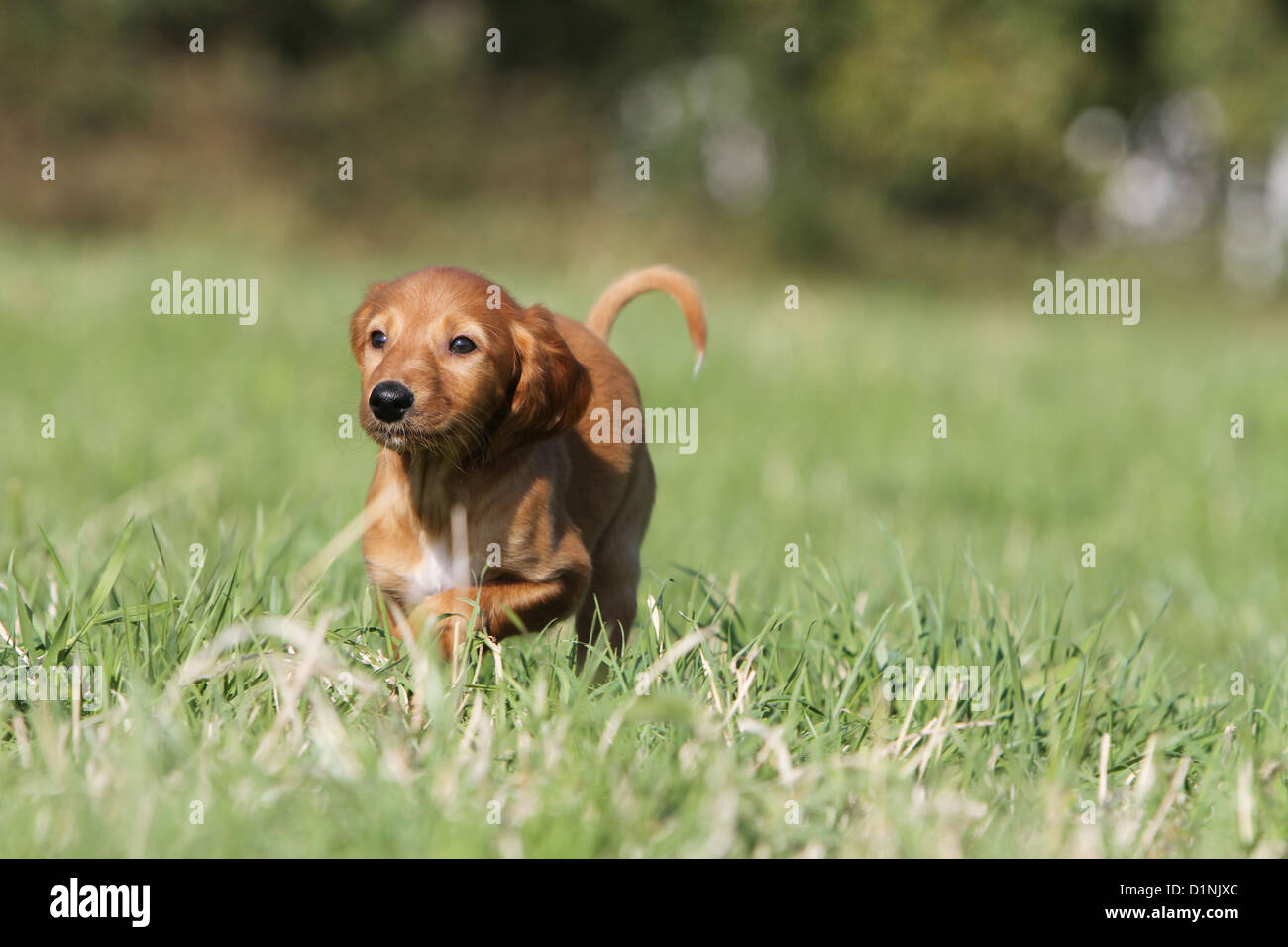 Saluki Hund / persische Windhund Welpen laufen auf einer Wiese Stockfoto