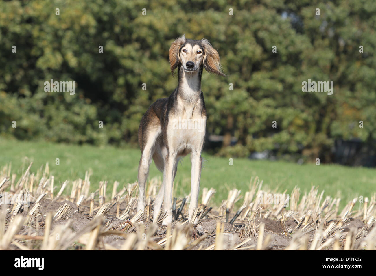 Saluki Hund / persische Windhund Erwachsenen stehen Gesicht Stockfoto