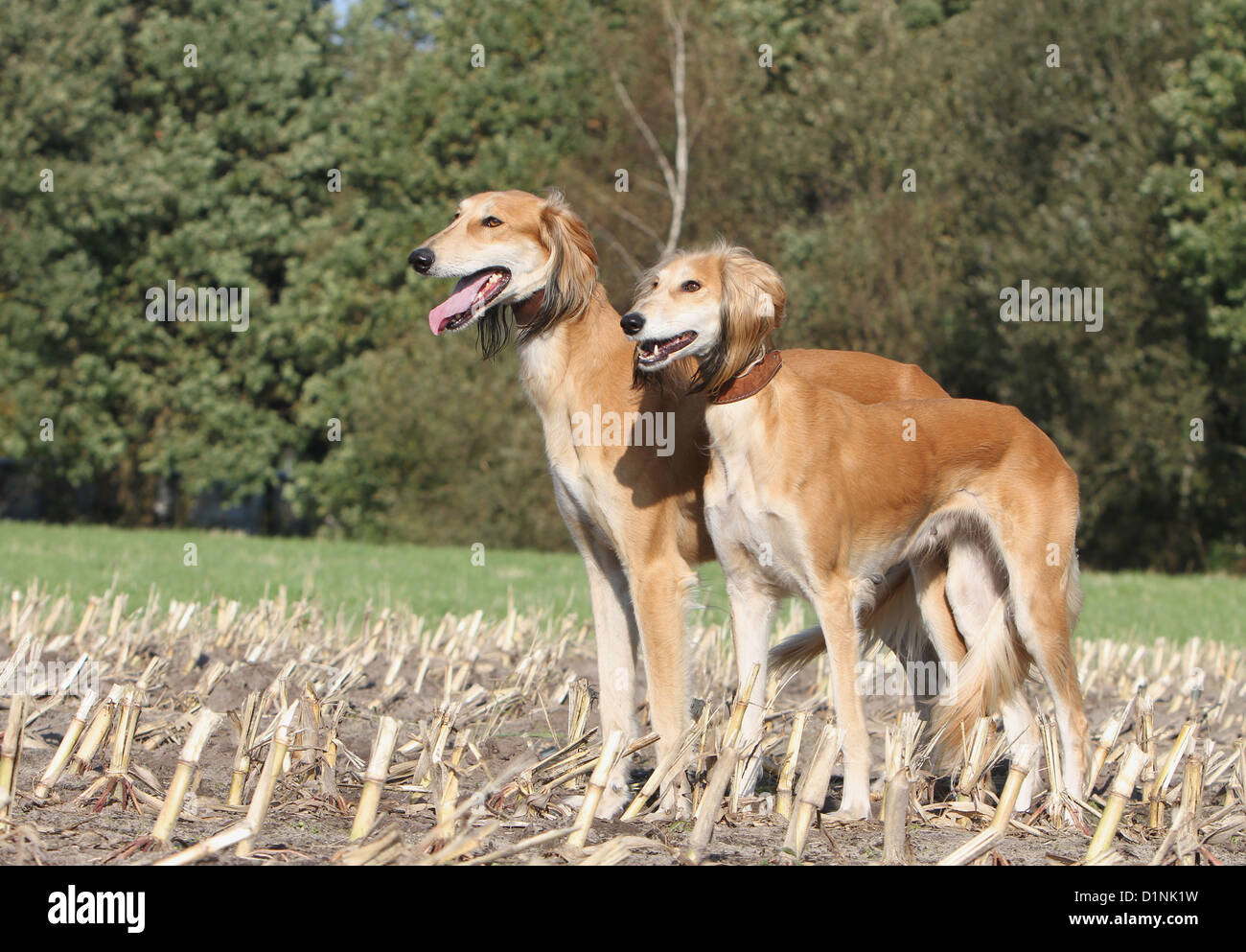 Saluki Hund / persische Windhund zwei Erwachsene stehen in einem Feld Stockfoto