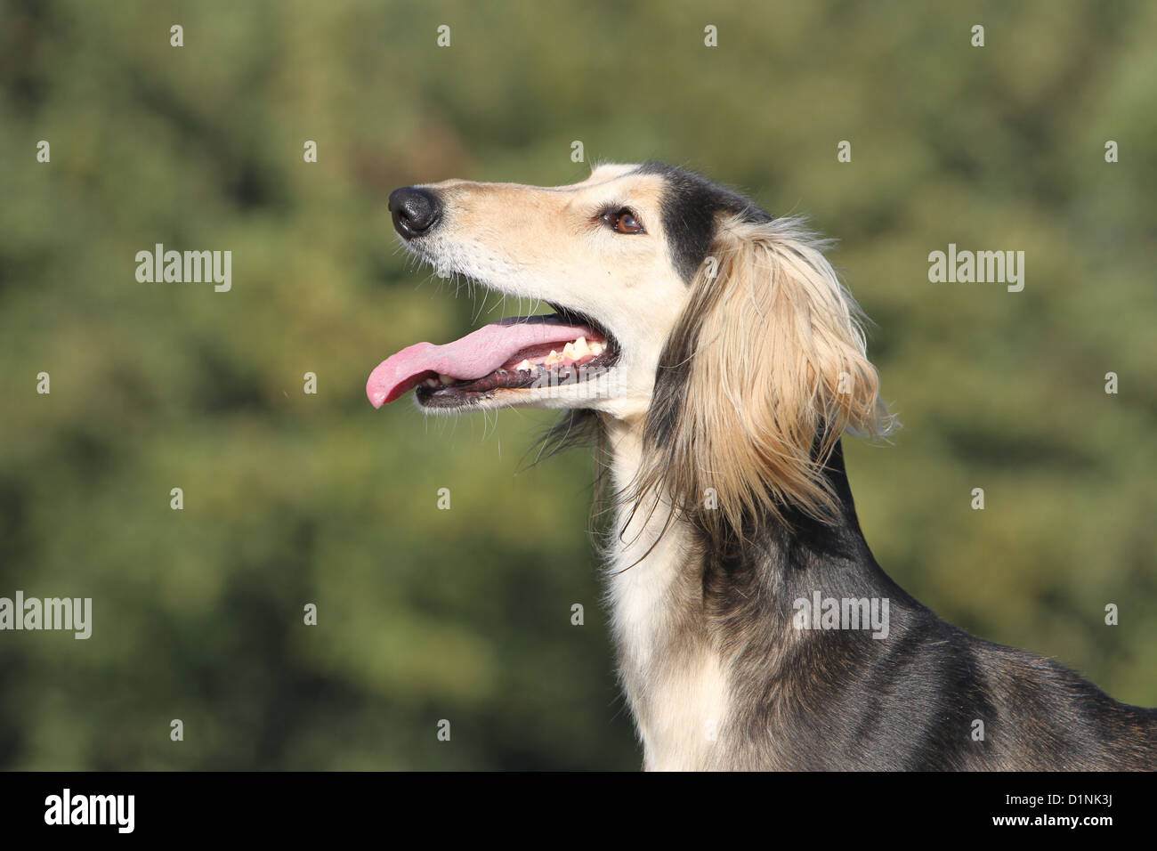 Saluki Hund / persische Windhund Erwachsenen Porträt Profil Stockfoto