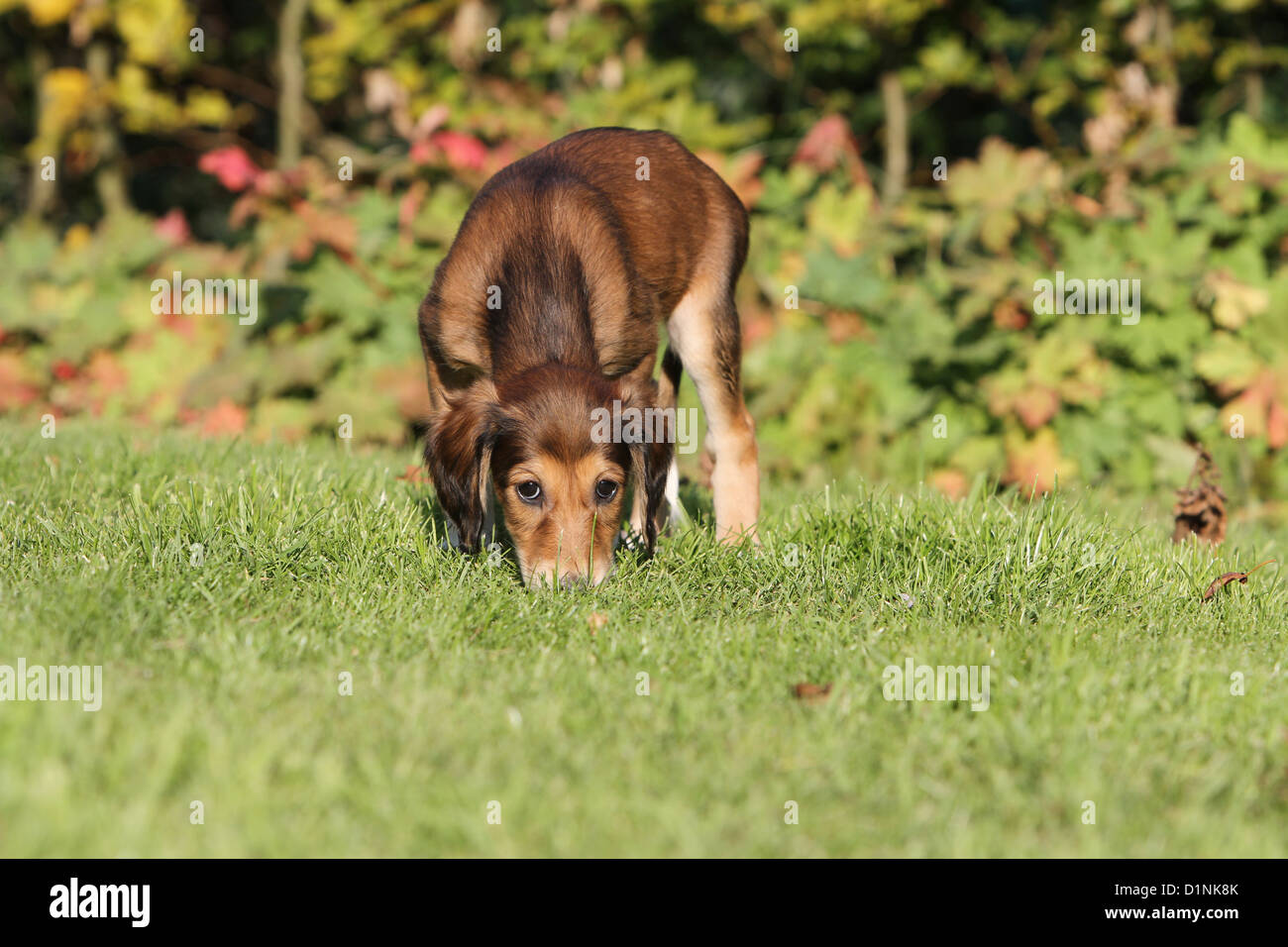 Saluki Hund / persische Windhund Welpen fühlen den Rasen Stockfoto