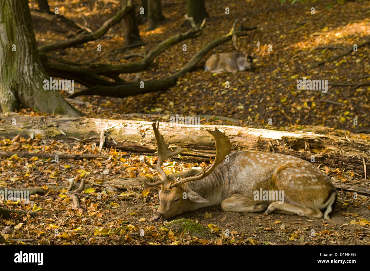 Österreich, Wien 13, Damwild Im Lainzer Tiergarten, Einem erstellte Eingefriedeten Kaiserlichen Jagdgebiet in Wien. Stockfoto