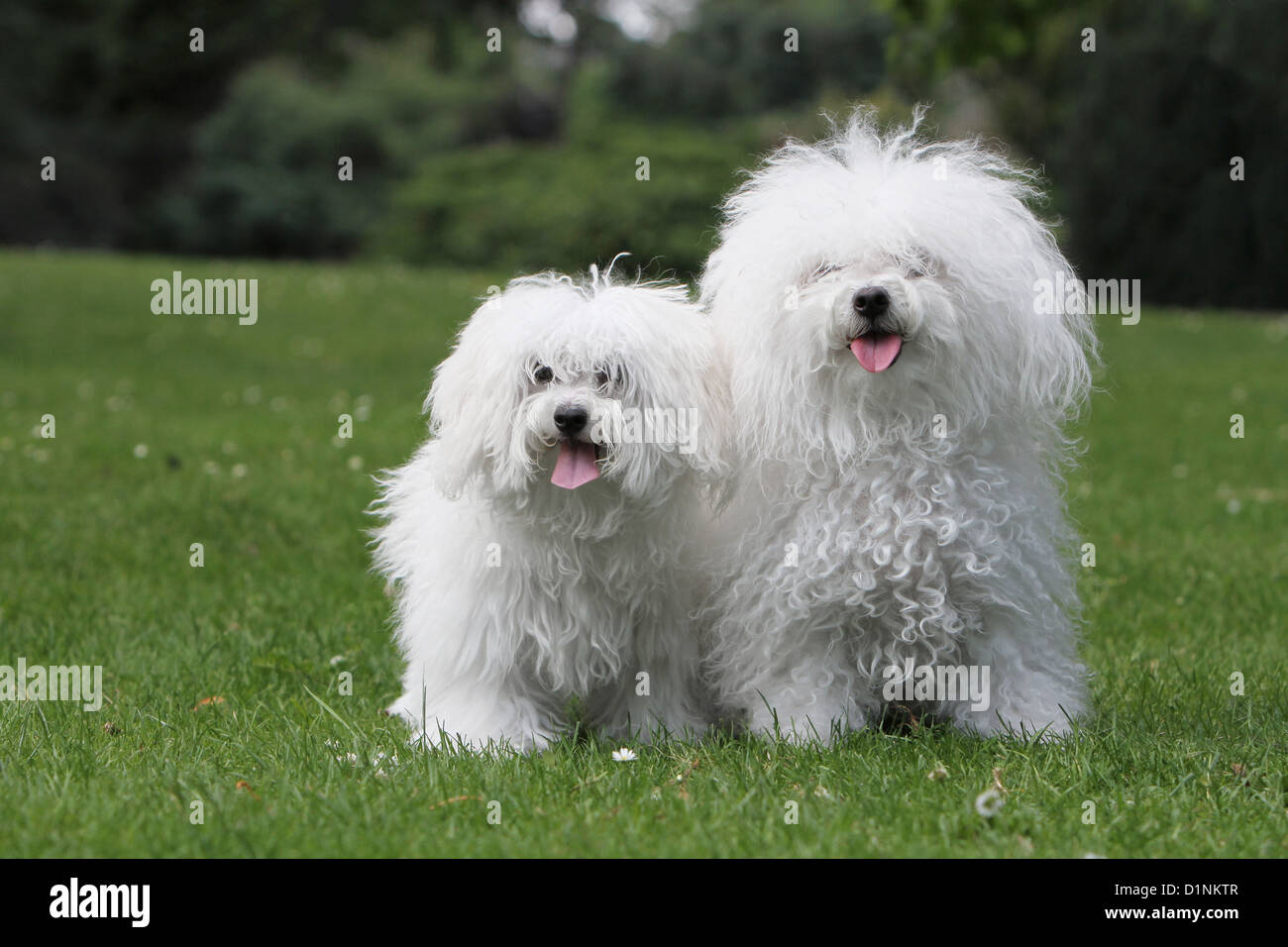Bolognese hunde -Fotos und -Bildmaterial in hoher Auflösung – Alamy