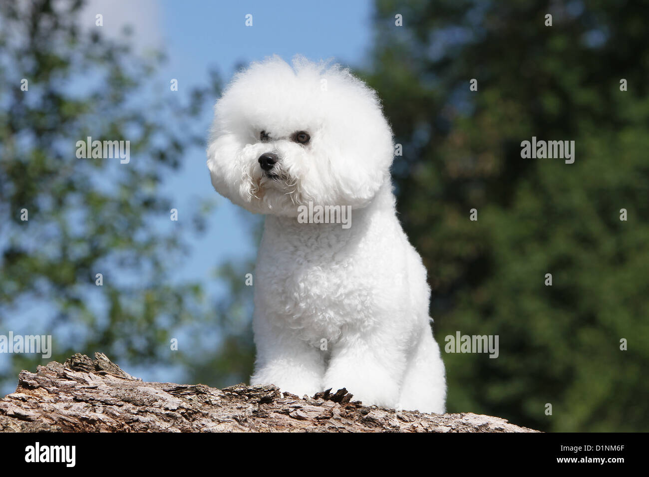 Hund Bichon Frise Erwachsenen sitzen Stockfoto