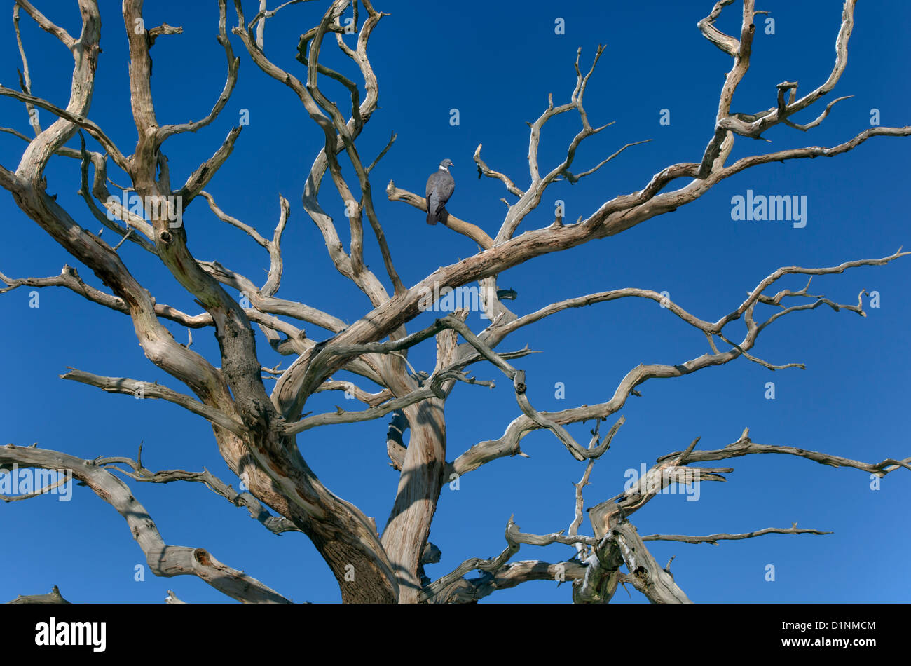 Ringeltaube Columba Palumbus in Toten Eiche im winter Stockfoto