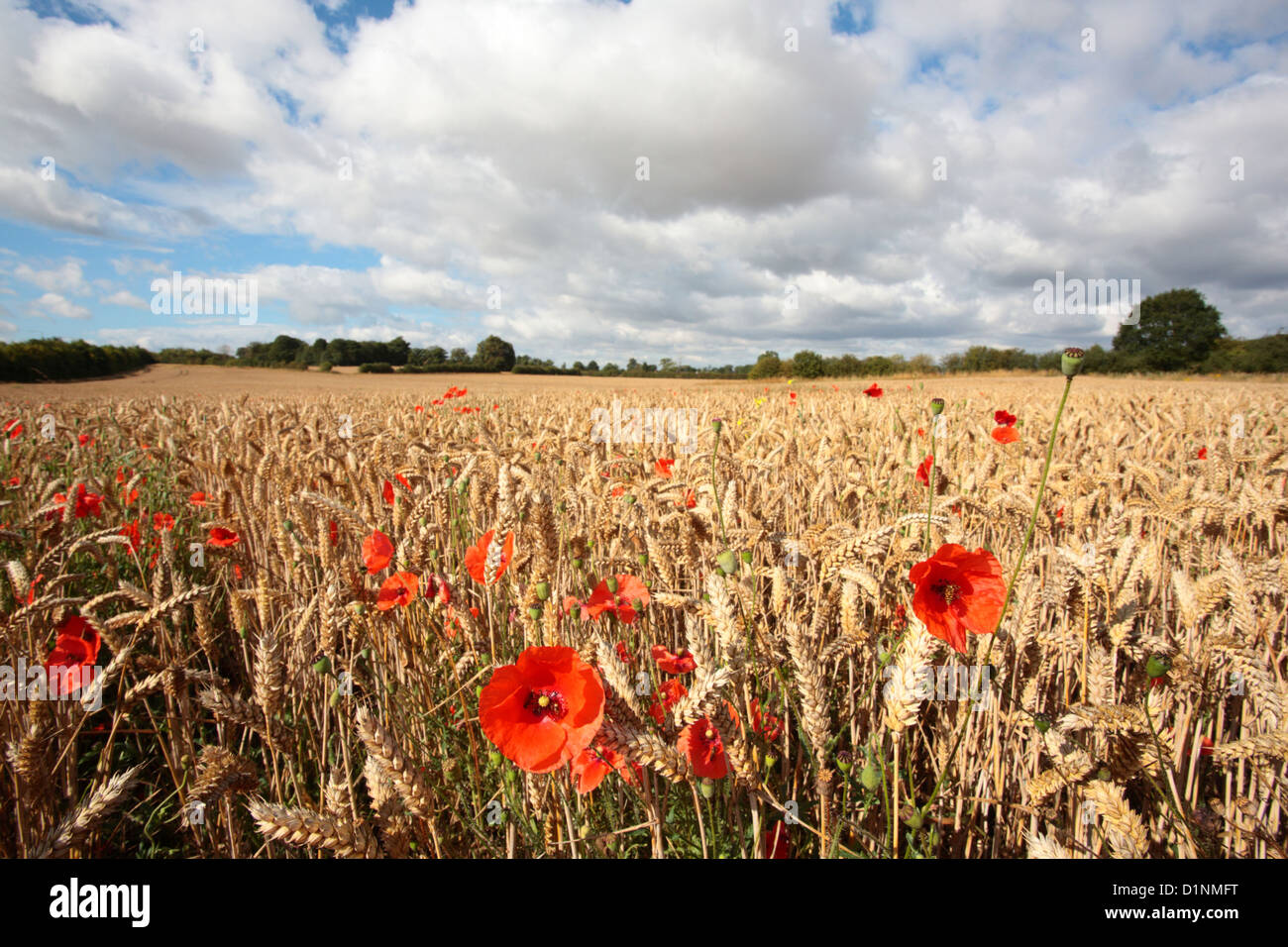 Felder aus Station Road, Newport, Shropshire, in der Mitte einer Planung Schlacht. Stockfoto