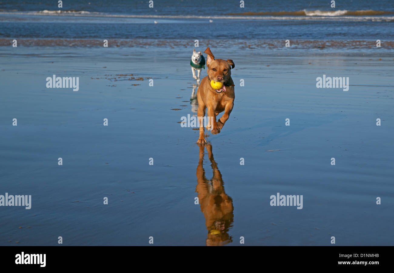 Gelben Labrador spielen mit Kugel Stockfoto