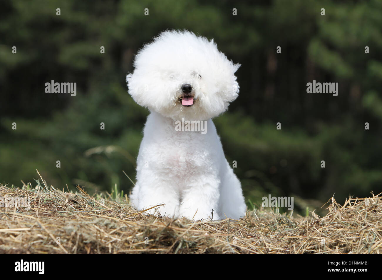 Hund Bichon Frise Erwachsenen sitzen Stockfoto