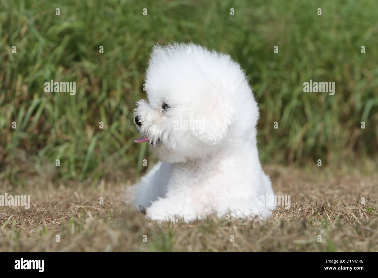 Hund Bichon Frise Stockfoto