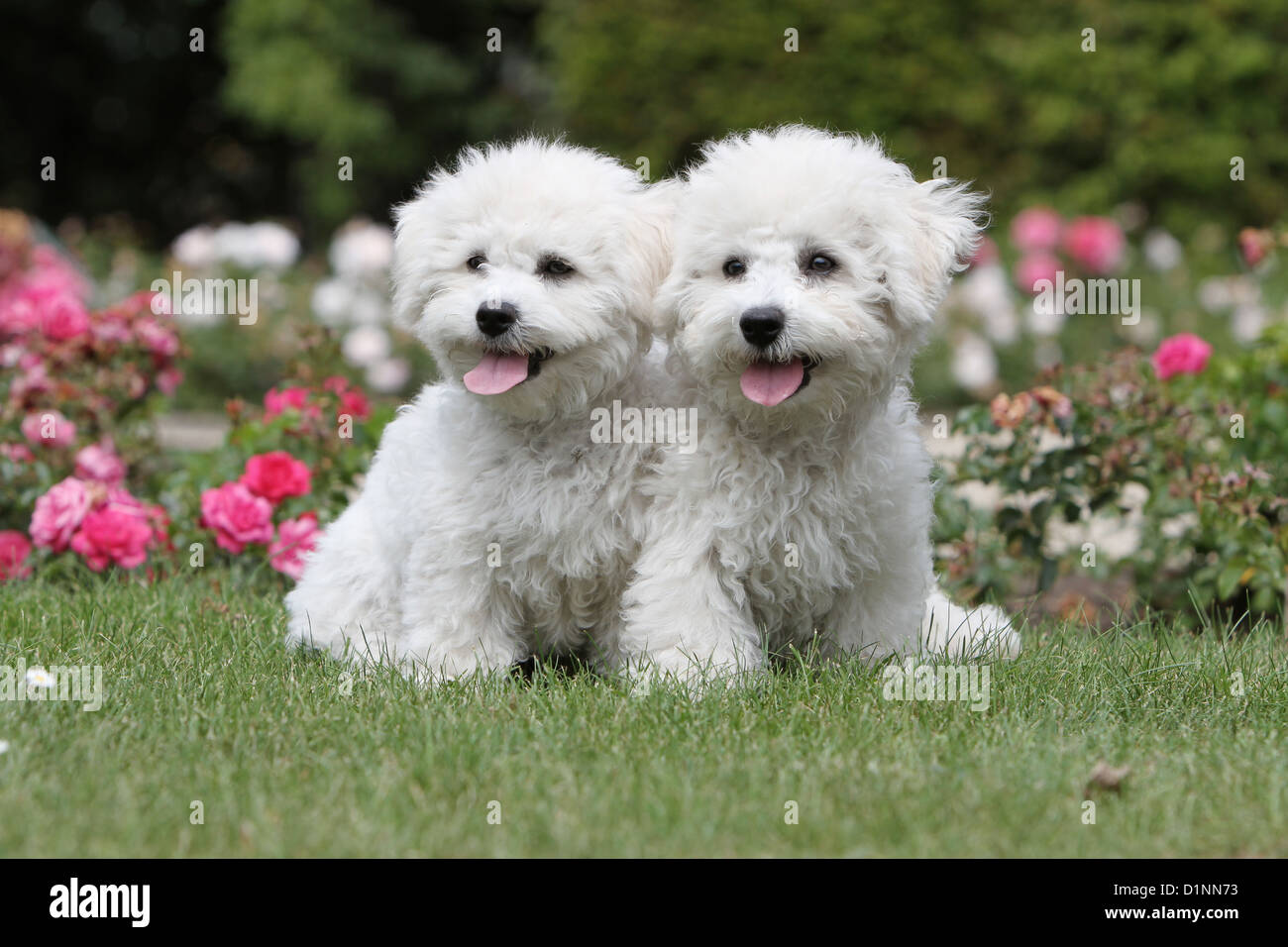 Hund Bichon Frise zwei Welpen sitzen auf Rasen Stockfotografie - Alamy
