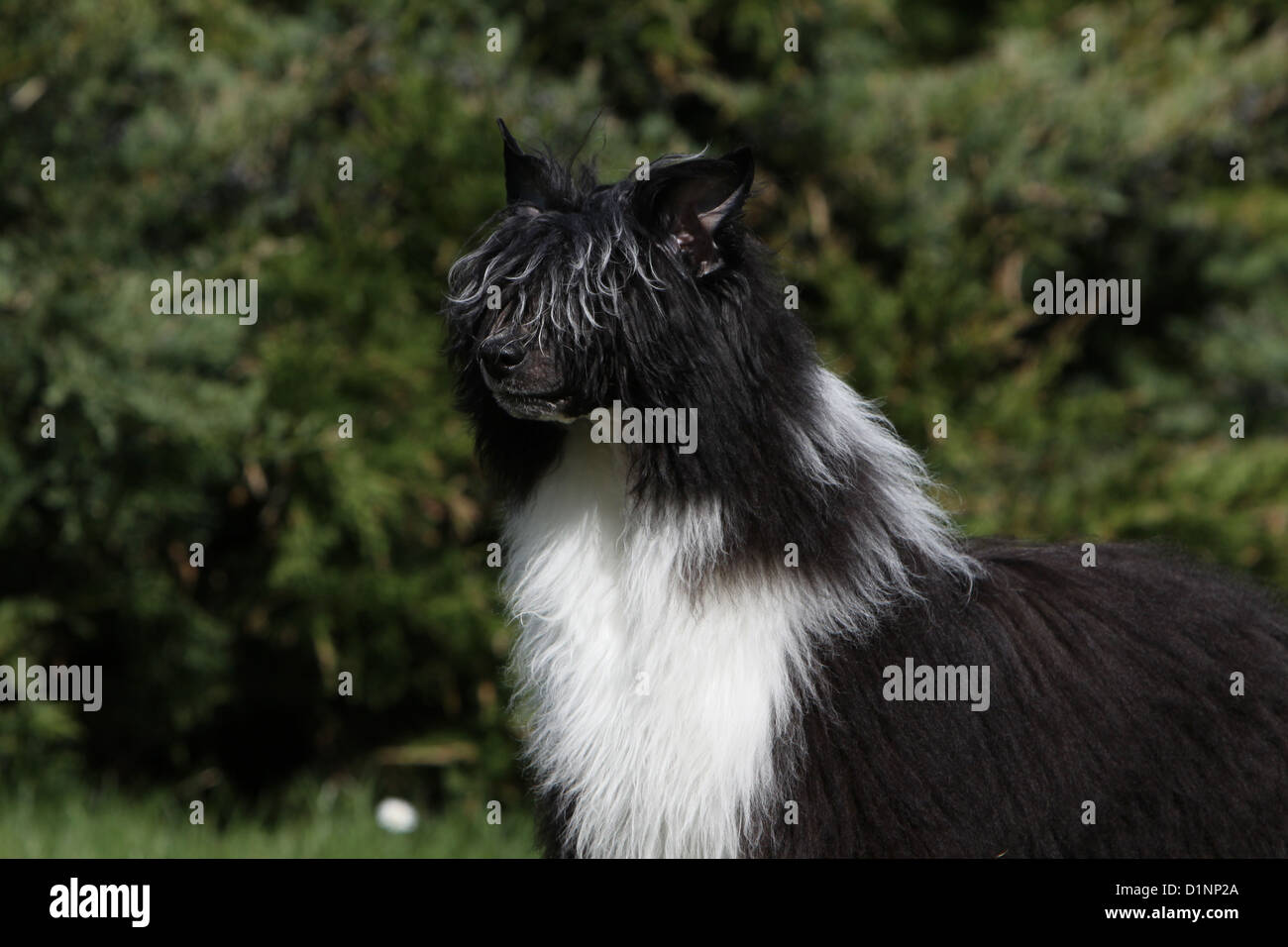 Hund Chinese Crested Dog adult Porträt Profil Stockfoto