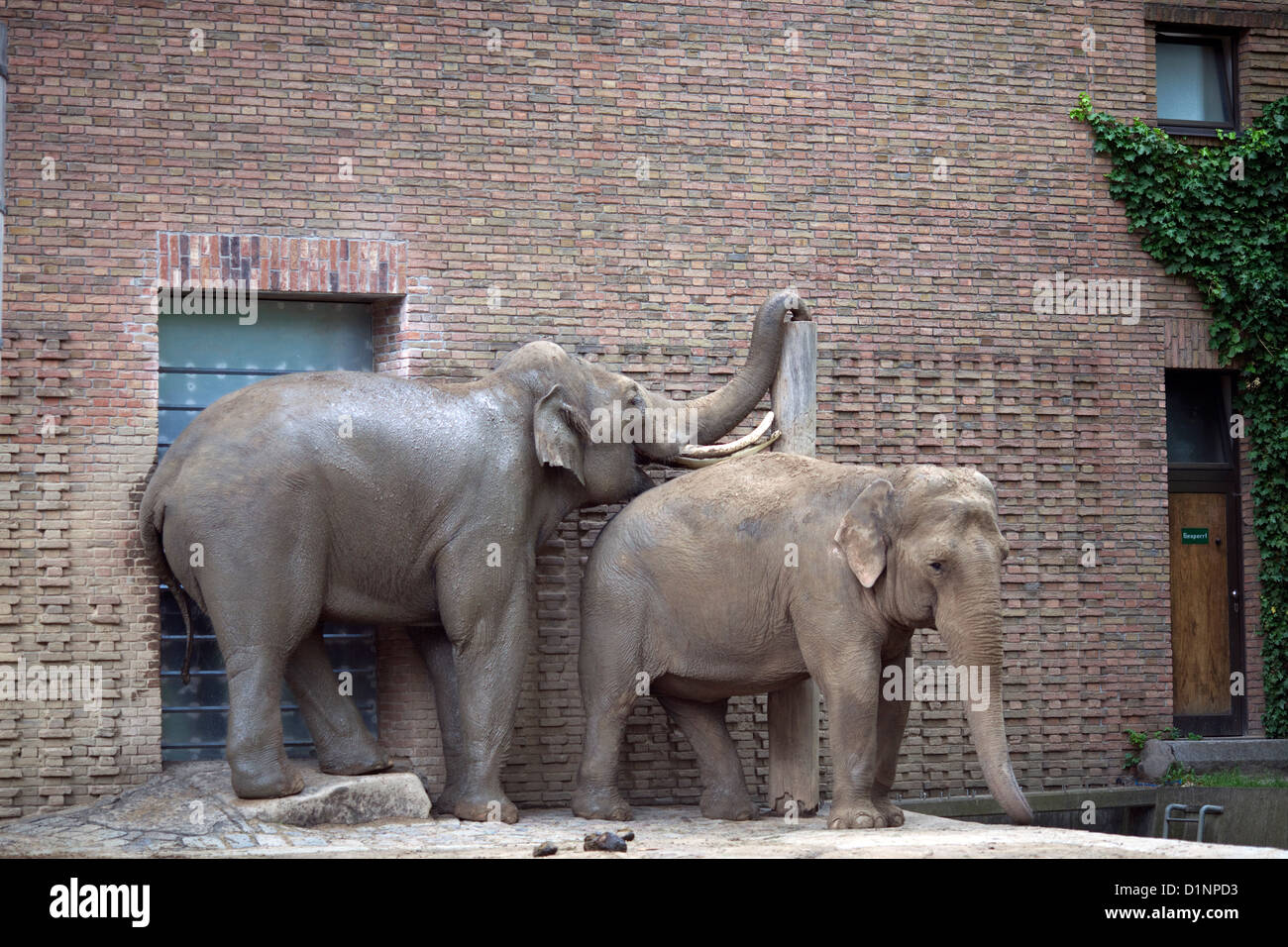 Berlin, Deutschland, Asiatischer Elefant im Berliner Zoo Stockfoto