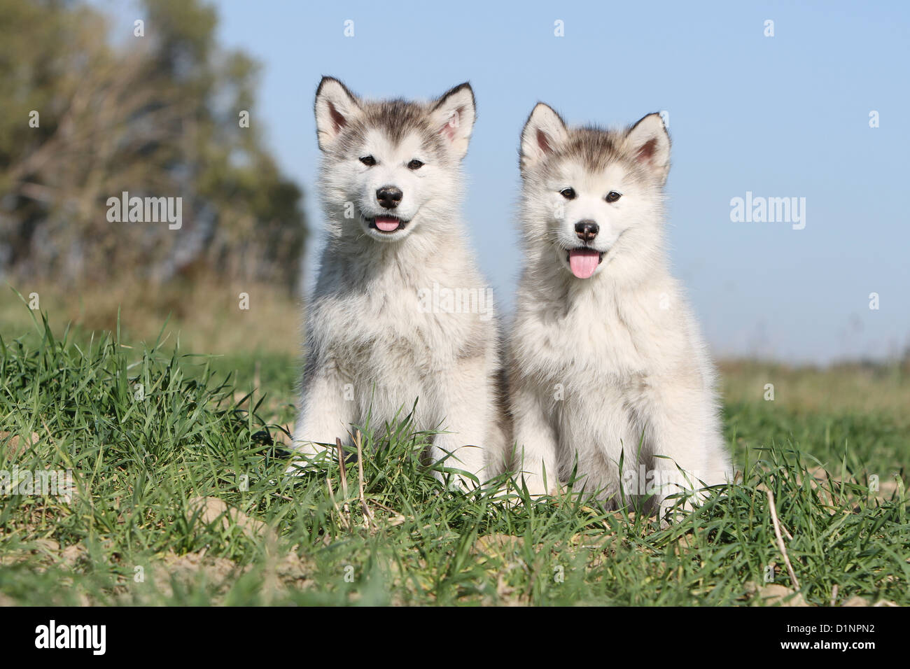 Alaskan Malamute zwei Welpen sitzen auf einer Wiese Hund Stockfoto